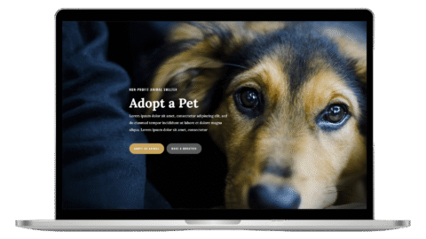 Animal Shelter Website